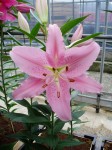 [6281 Lilium 64 No01.JPG]